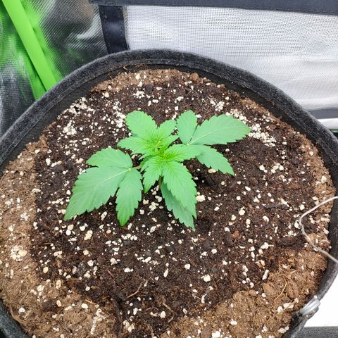 Hyperion F1 growlog photo