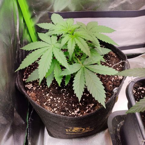 Hyperion F1 growlog photo