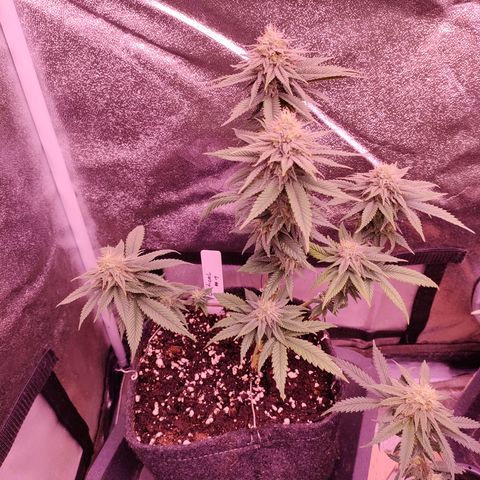 Critical #1 growlog timeline photo