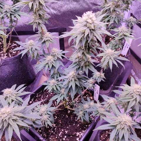 Special Kush #1 #1 growlog timeline photo