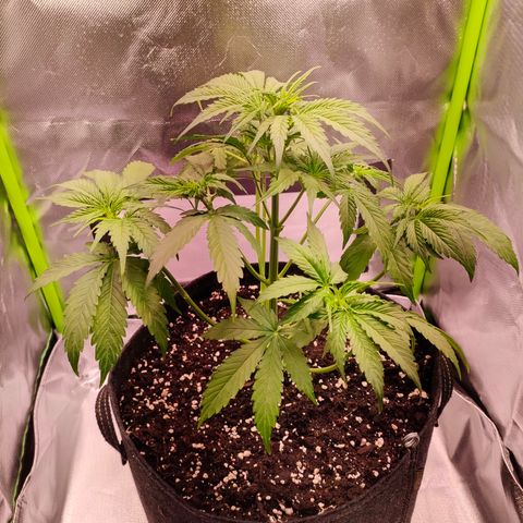Hyperion F1 growlog photo