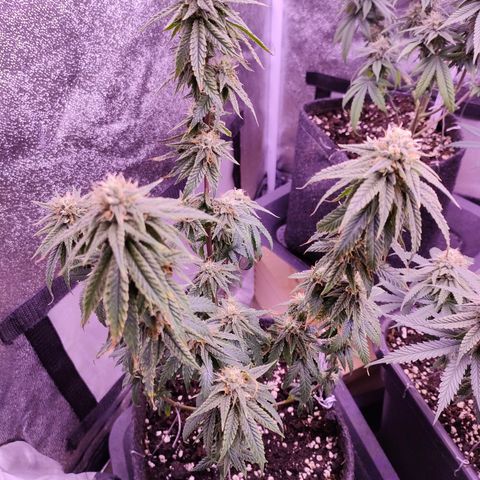 Special Kush #1 #1 growlog timeline photo