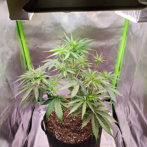 Hyperion F1 growlog photo