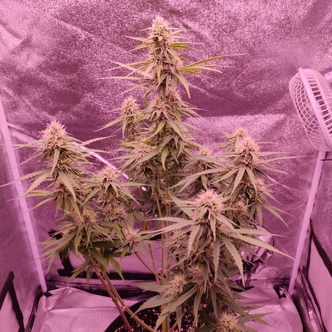 Hyperion F1 growlog timeline photo