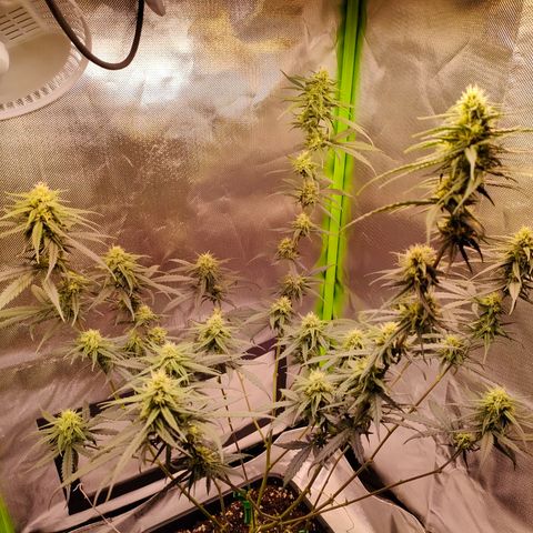 Special Queen #1 growlog timeline photo