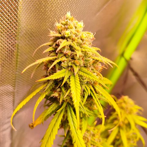 Special Queen #1 growlog timeline photo