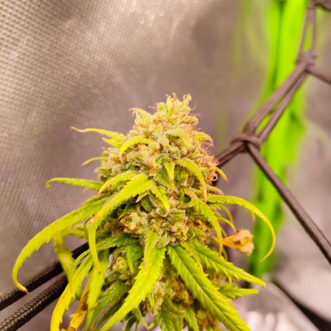 Special Queen #1 growlog timeline photo
