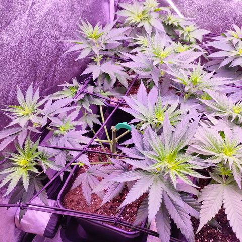 Gushers growlog timeline photo