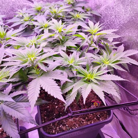 Wedding Gelato growlog timeline photo