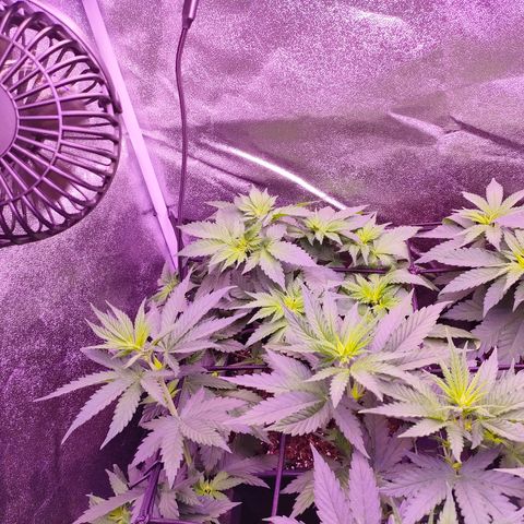 Royal Runtz growlog timeline photo