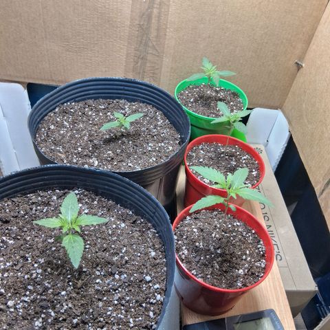 3 Critical Orange Punch growlog timeline photo