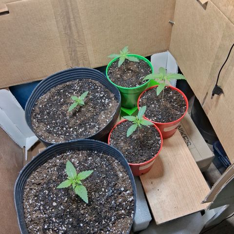 3 Critical Orange Punch growlog photo: Antes del riego se relleno las masetas de la c.o.p 