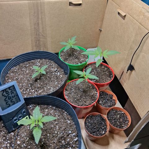 3 Critical Orange Punch growlog timeline photo
