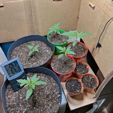 3 Critical Orange Punch growlog timeline photo