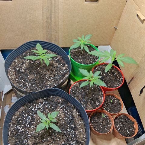 3 Critical Orange Punch growlog photo: Despues del riego
