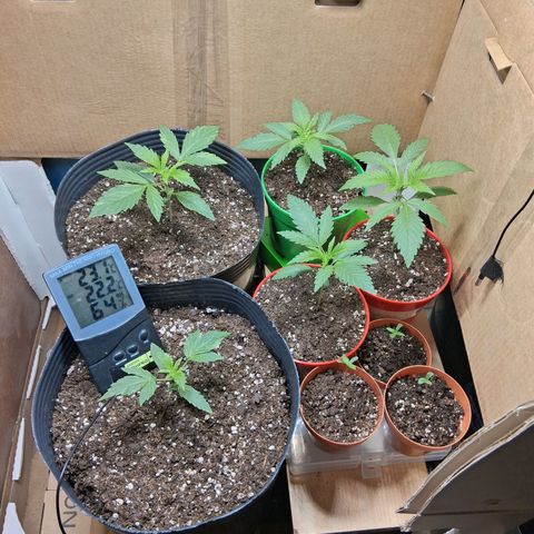 3 Critical Orange Punch growlog timeline photo