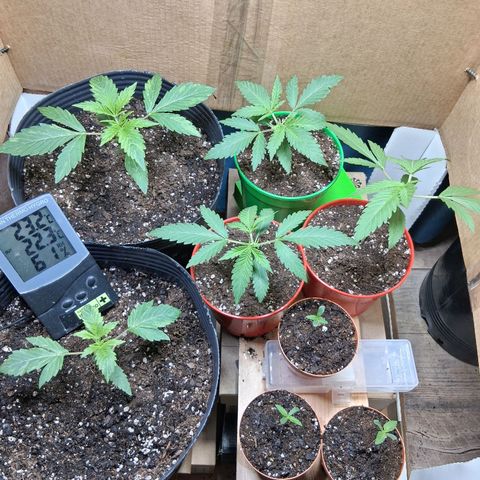 2 Egypto Indian seeds growlog timeline photo