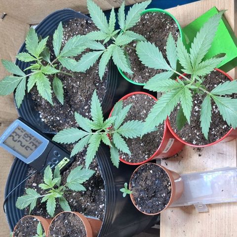 3 Critical Orange Punch growlog photo: Todo ok despues de la poda y riego