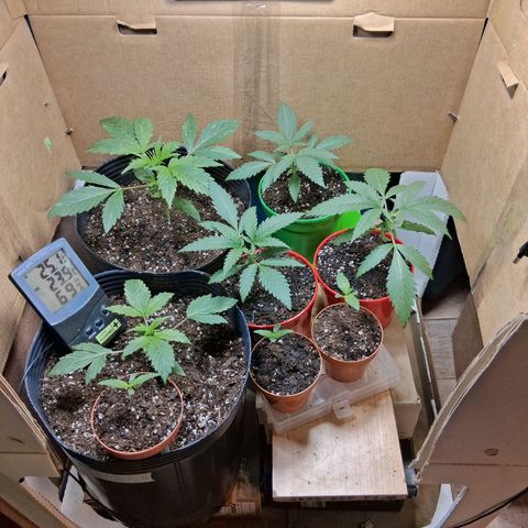 3 Critical Orange Punch growlog timeline photo