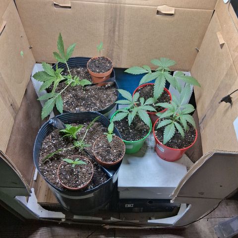 3 Critical Orange Punch growlog photo: Lst y nueva disposicion ppdf ~200-250 plantulas ~100-150