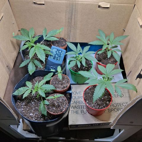 3 Critical Orange Punch growlog timeline photo