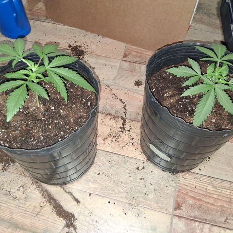 3 Critical Orange Punch growlog timeline photo