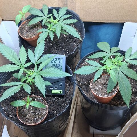 3 Critical Orange Punch growlog timeline photo