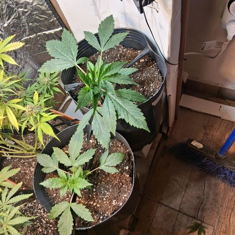 2 Auto Power Plant growlog timeline photo