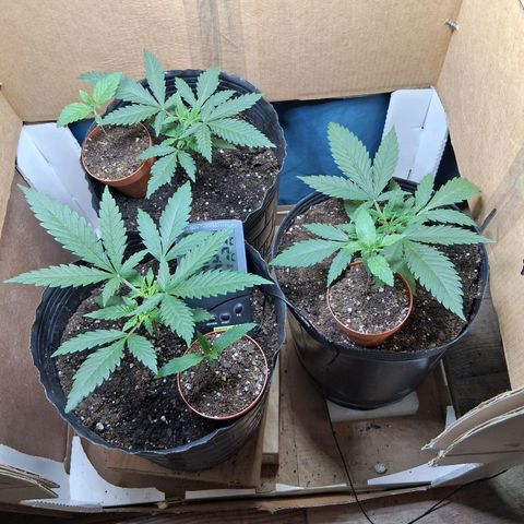 3 Critical Orange Punch growlog timeline photo