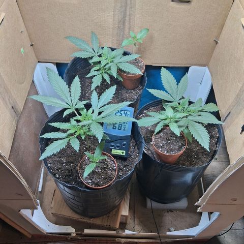 3 Critical Orange Punch growlog timeline photo