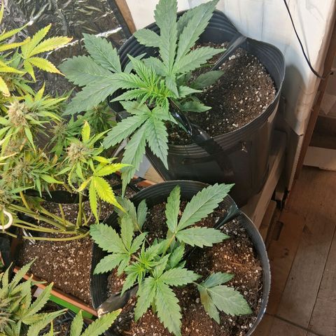 2 Auto Power Plant growlog timeline photo