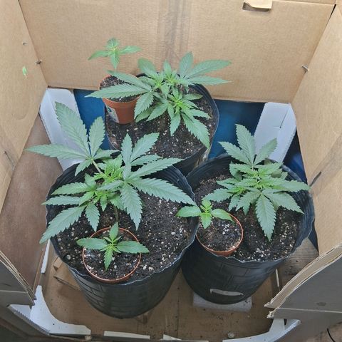 3 Critical Orange Punch growlog photo: Despues de la fertilizada