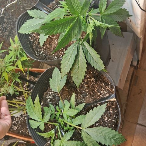 2 Auto Power Plant growlog photo: lst