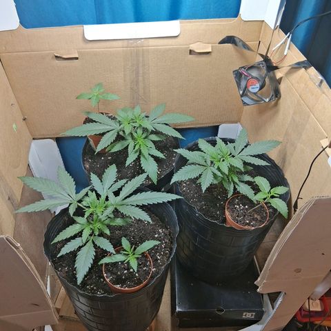 3 Critical Orange Punch growlog timeline photo