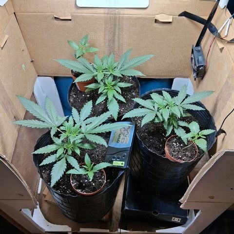 3 Critical Orange Punch growlog timeline photo