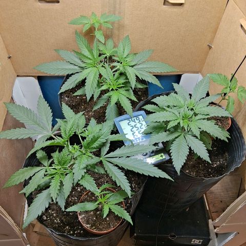 3 Critical Orange Punch growlog timeline photo