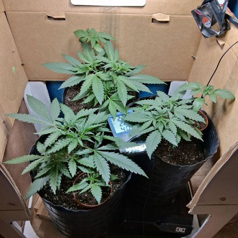 3 Critical Orange Punch growlog timeline photo