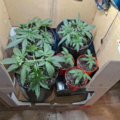 3 Critical Orange Punch growlog timeline photo