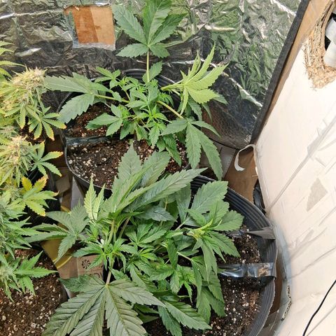 2 Auto Power Plant growlog timeline photo