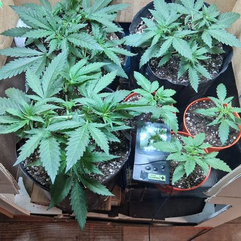 3 Critical Orange Punch growlog timeline photo