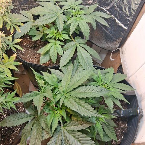 2 Auto Power Plant growlog timeline photo