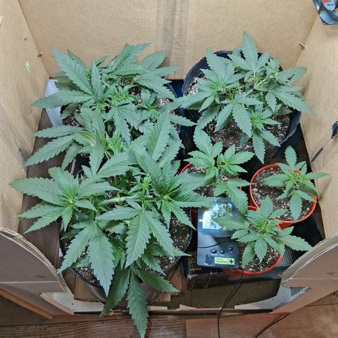 3 Critical Orange Punch growlog timeline photo
