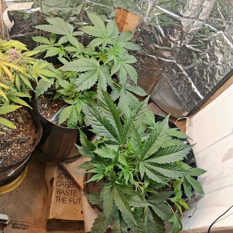 2 Auto Power Plant growlog timeline photo