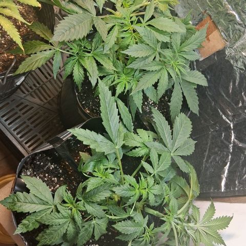 2 Auto Power Plant growlog timeline photo