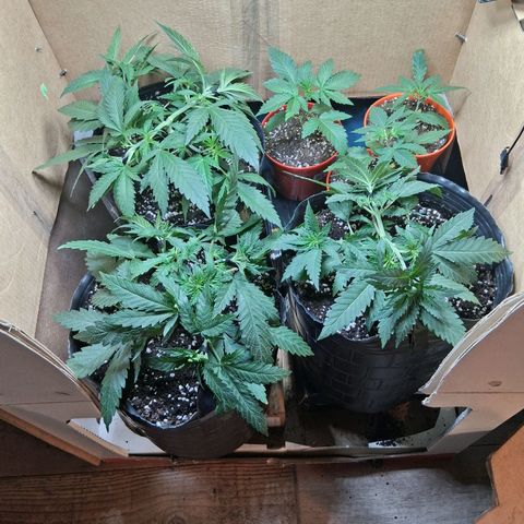 3 Critical Orange Punch growlog timeline photo