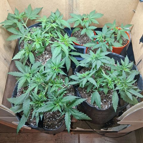 3 Critical Orange Punch growlog timeline photo