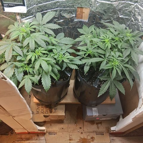 2 Auto Power Plant growlog timeline photo