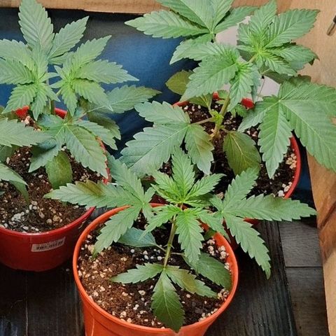 2 Egypto Indian seeds growlog timeline photo