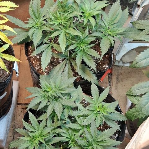 3 Critical Orange Punch growlog timeline photo