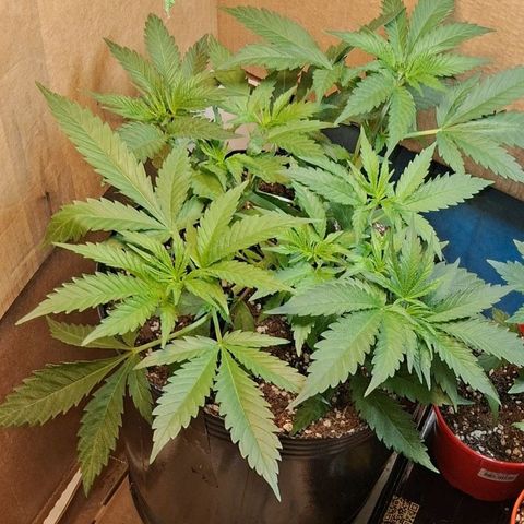 3 Critical Orange Punch growlog timeline photo